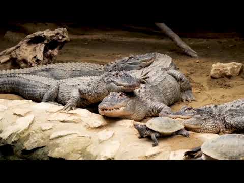 DINOSAURES VIVANTS: Comment les alligators survivent-ils aux eaux gelées et aux grands froids ?