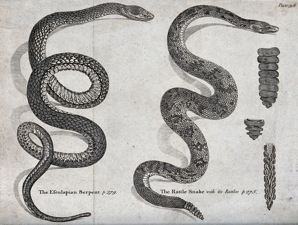 An Aesculapian serpent and rattle