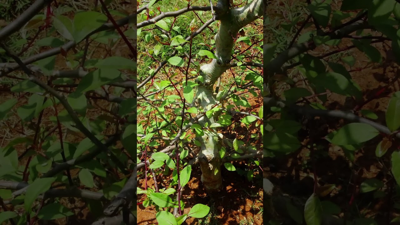 Cet Arbre Millénaire Ressuscité d’une Graine Vieille de 2 000 Ans ! Un Miracle Botanique ! #survival