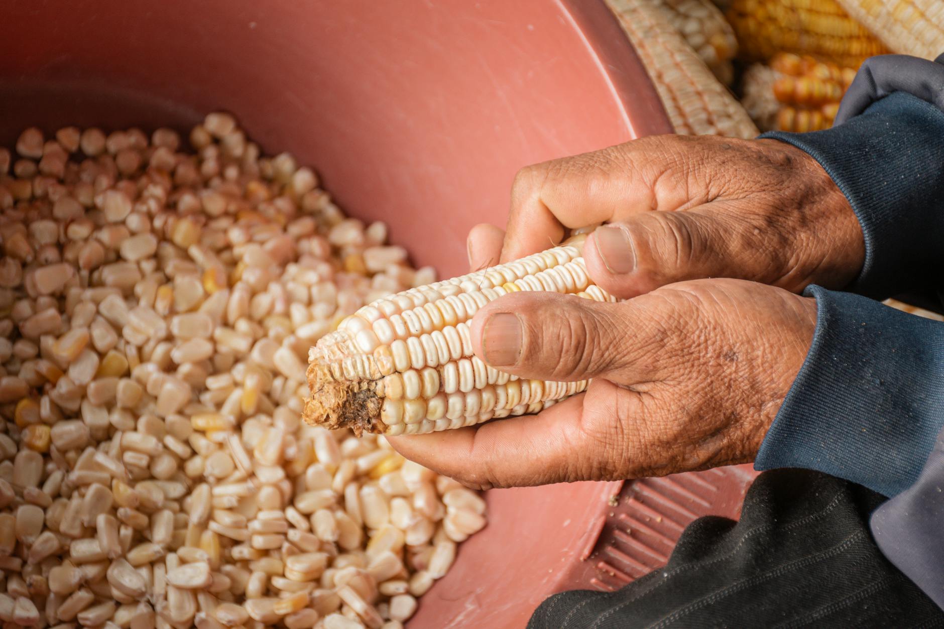 close up of an elderly person manually shelling corn