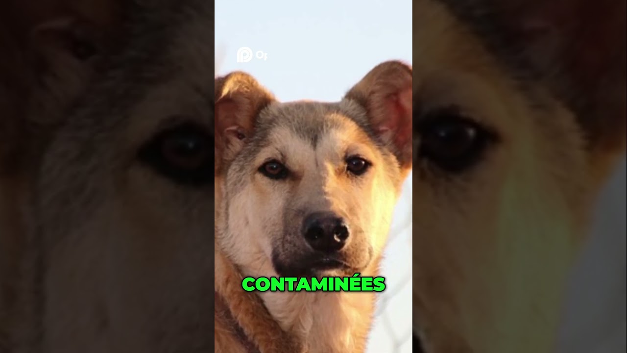 Tchernobyl Dogs Video