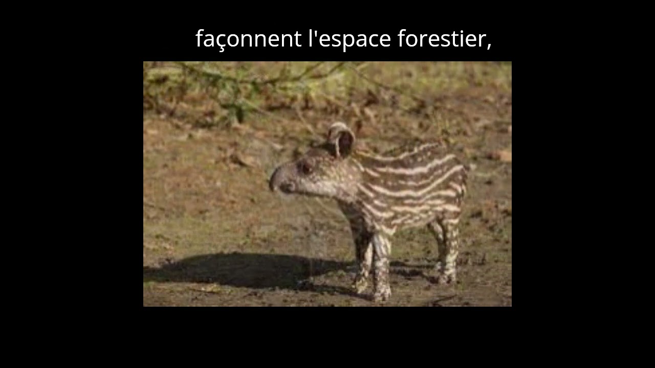Un mammifère mythique revient après 111 ans d’absence #Tapir #Reapparition #NatureIncroyable